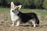 CORGI PEMBROKE 673